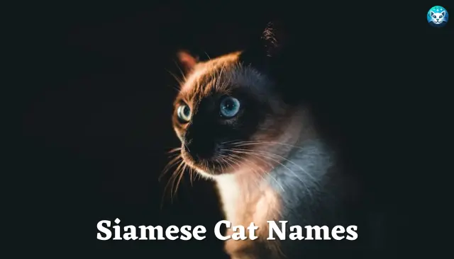 96 Siamese Cat Names
