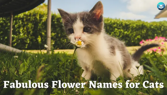 147 Fabulous Flower Names for Cats