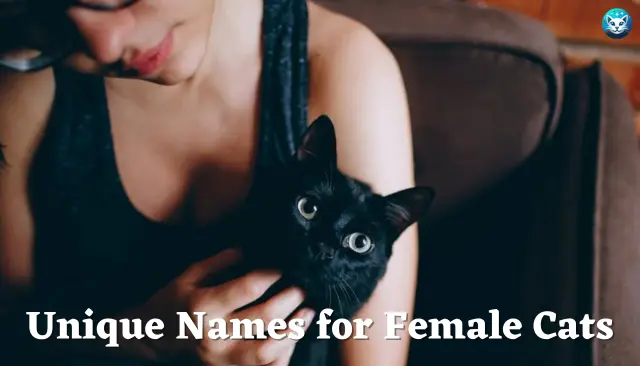 151 Most Unique Names for Female Cats