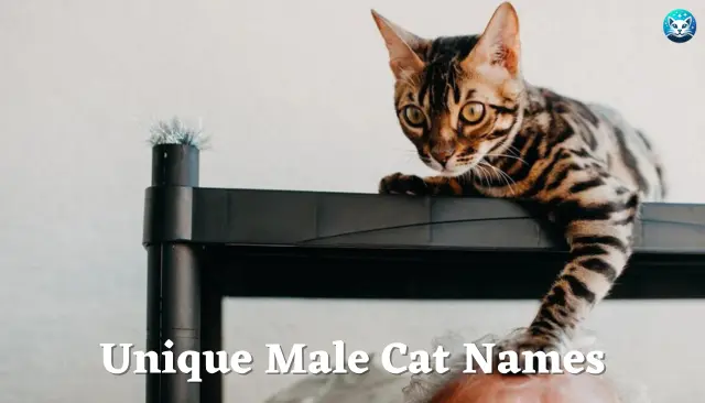 18 Unique Male Cat Names
