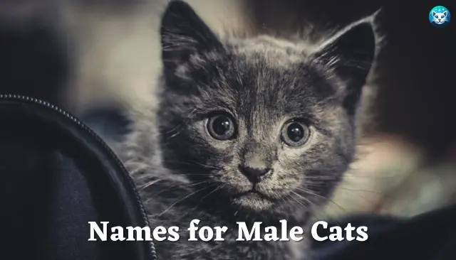 Best 201+ Names for Male Cats