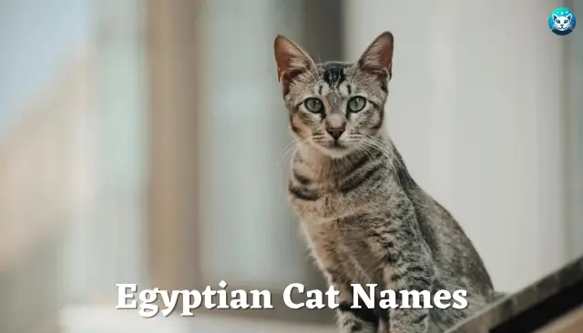 47 Egyptian Cat Names