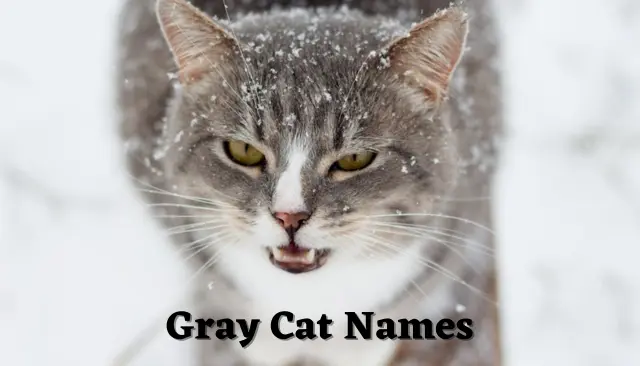 76 Gray Cat Names