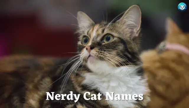 26 Nerdy Cat Names