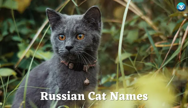 83 Russian Cat Names
